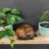 Large Curled Cat Between 2 plants